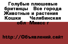 Голубые плюшевые британцы - Все города Животные и растения » Кошки   . Челябинская обл.,Миасс г.